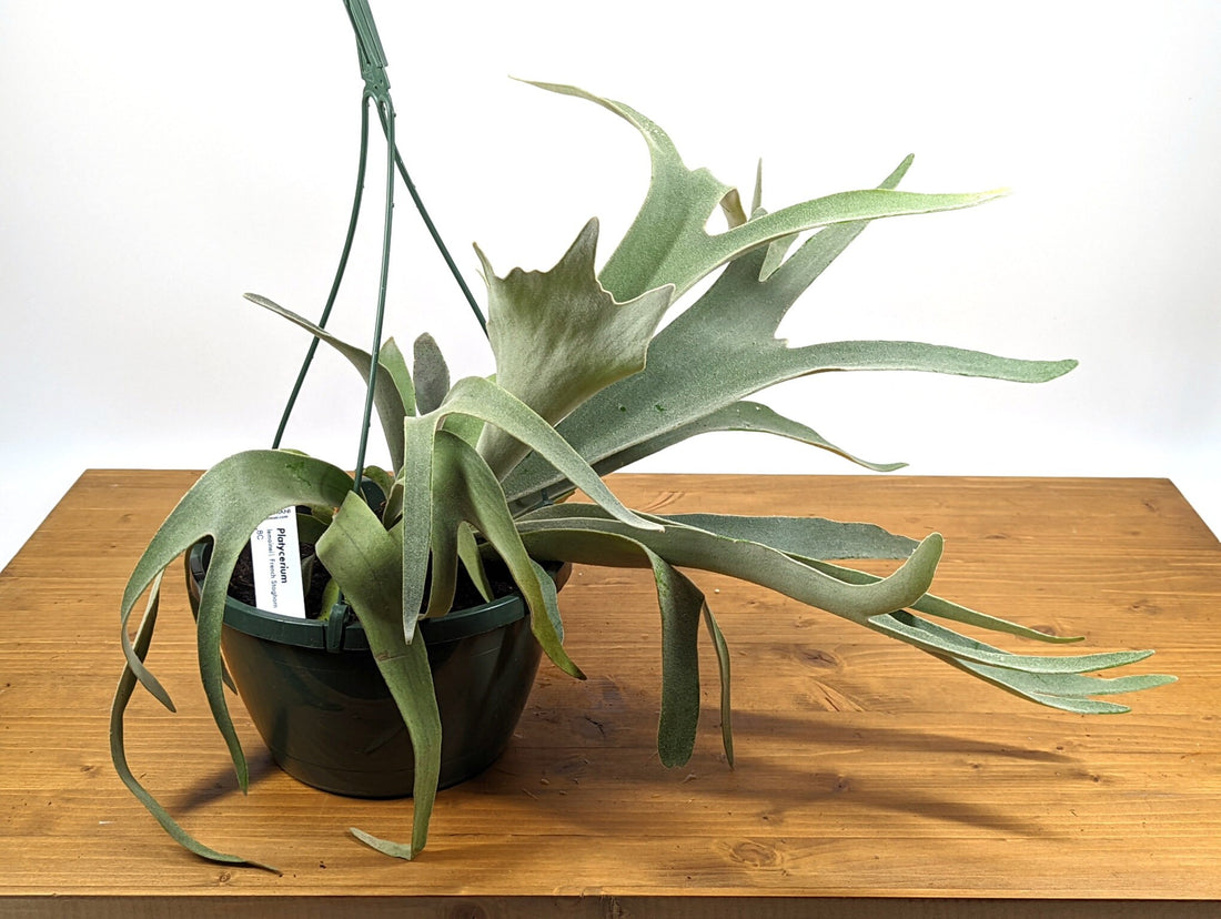 Silver Staghorn Fern French Platycerium veitchii lemoinei - 3 Inch Starter Plant