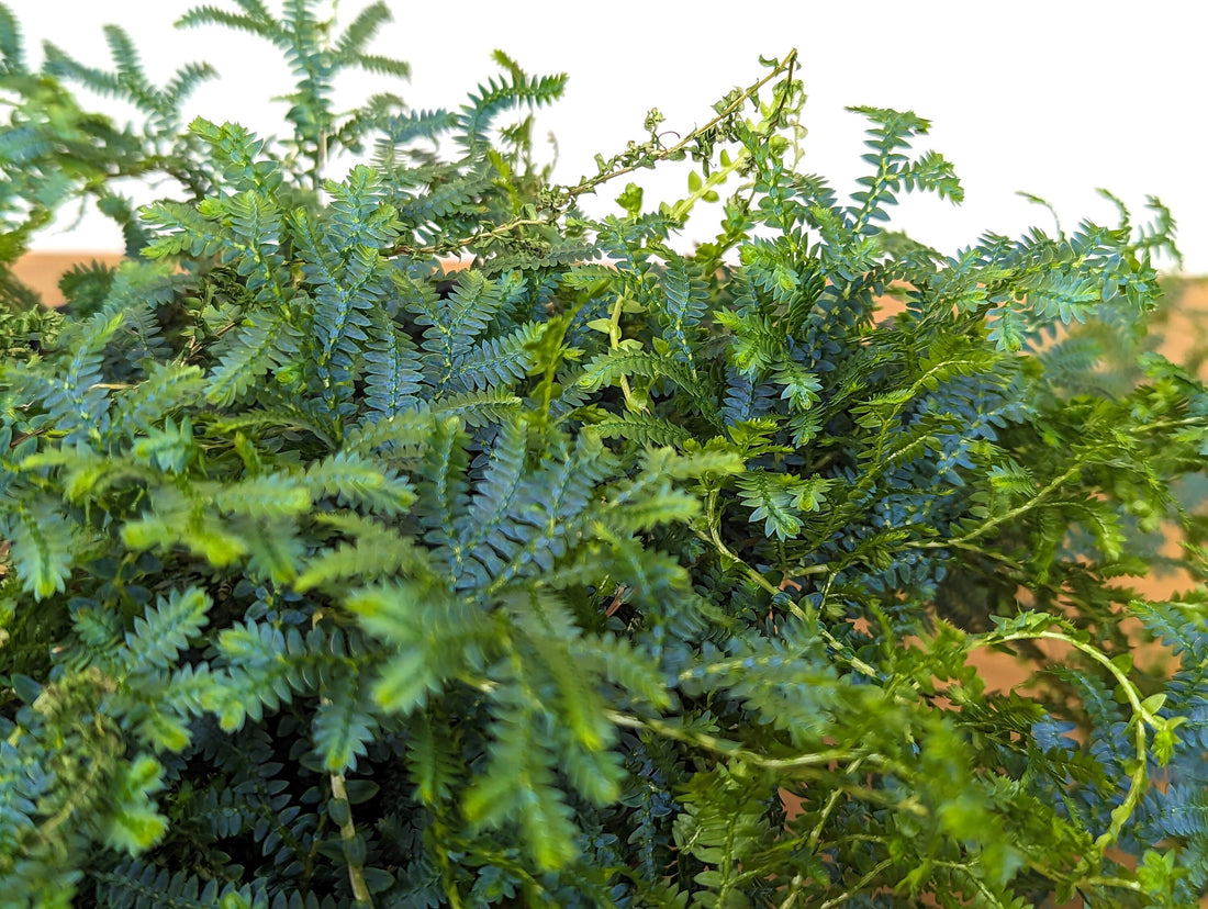 Peacock Fern Rainbow Moss (Selaginella uncinata)  | 6 inch Pot