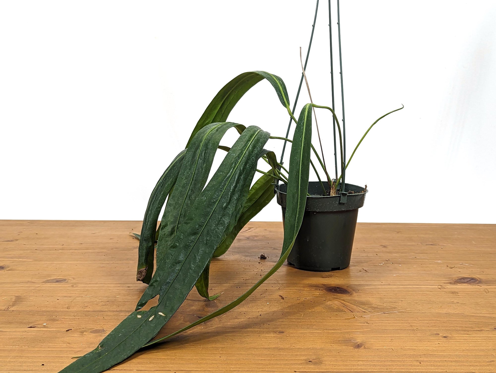 philodendron friedrichsthalii Anthurium Friedrichsthalii – Plantamani Plants