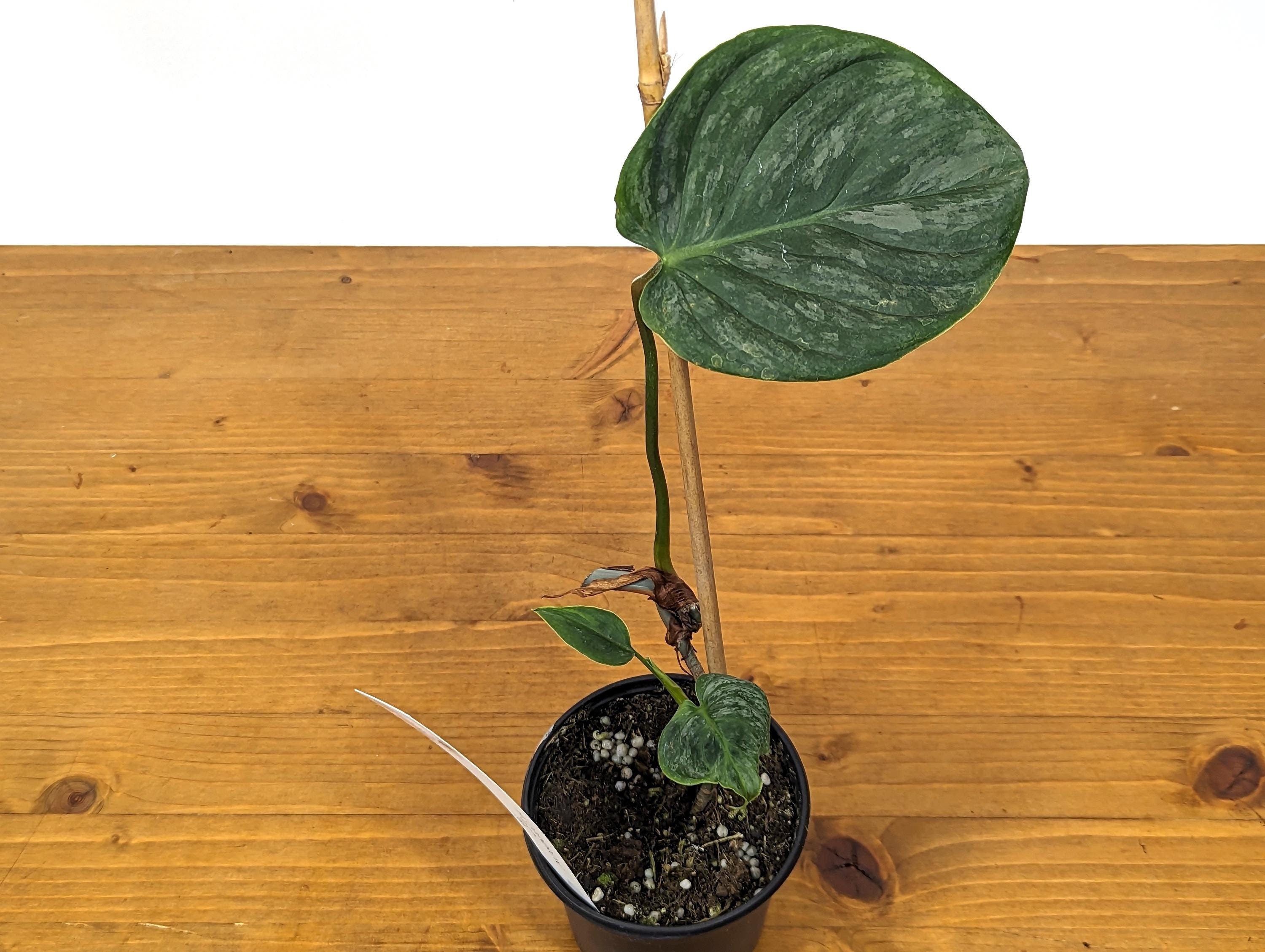 EXACT Philodendron Majestic- Exact Plant Choice - 4 inch pot Live Plant  (Hybrid P. Sodiroi x P. Verrucosum) Plant 