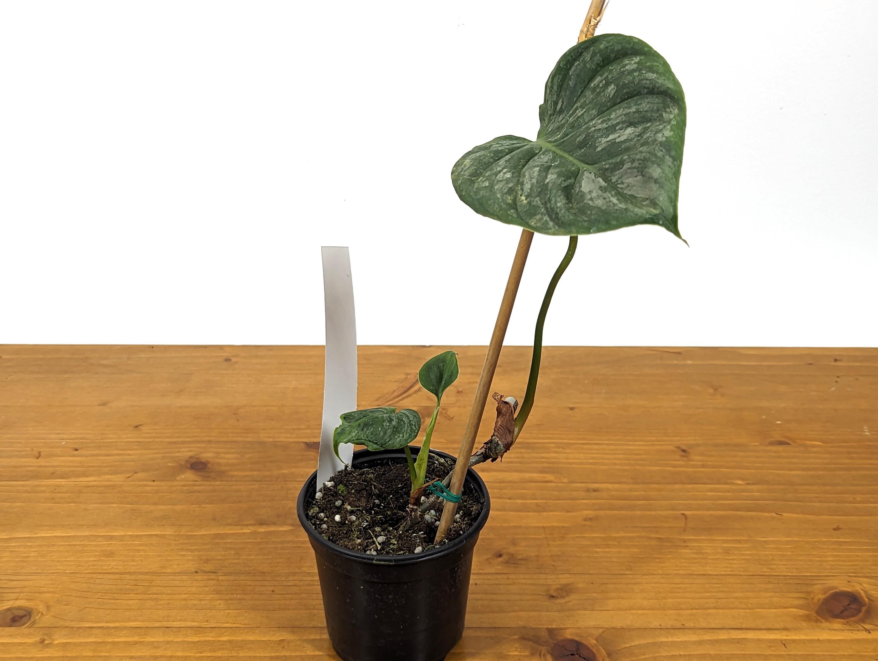 EXACT Philodendron Majestic- Exact Plant Choice - 4 inch pot Live Plant  (Hybrid P. Sodiroi x P. Verrucosum) Plant 