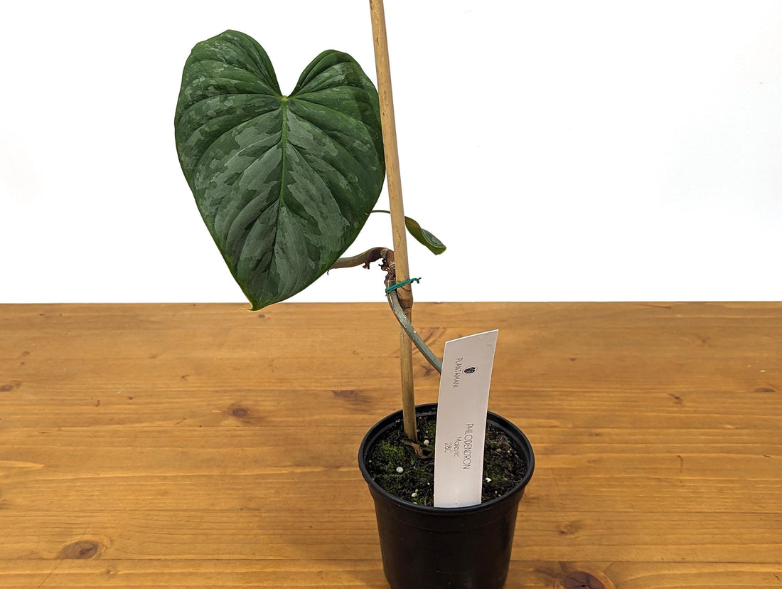 EXACT Philodendron Majestic- Exact Plant Choice - 4 inch pot Live Plant  (Hybrid P. Sodiroi x P. Verrucosum) 