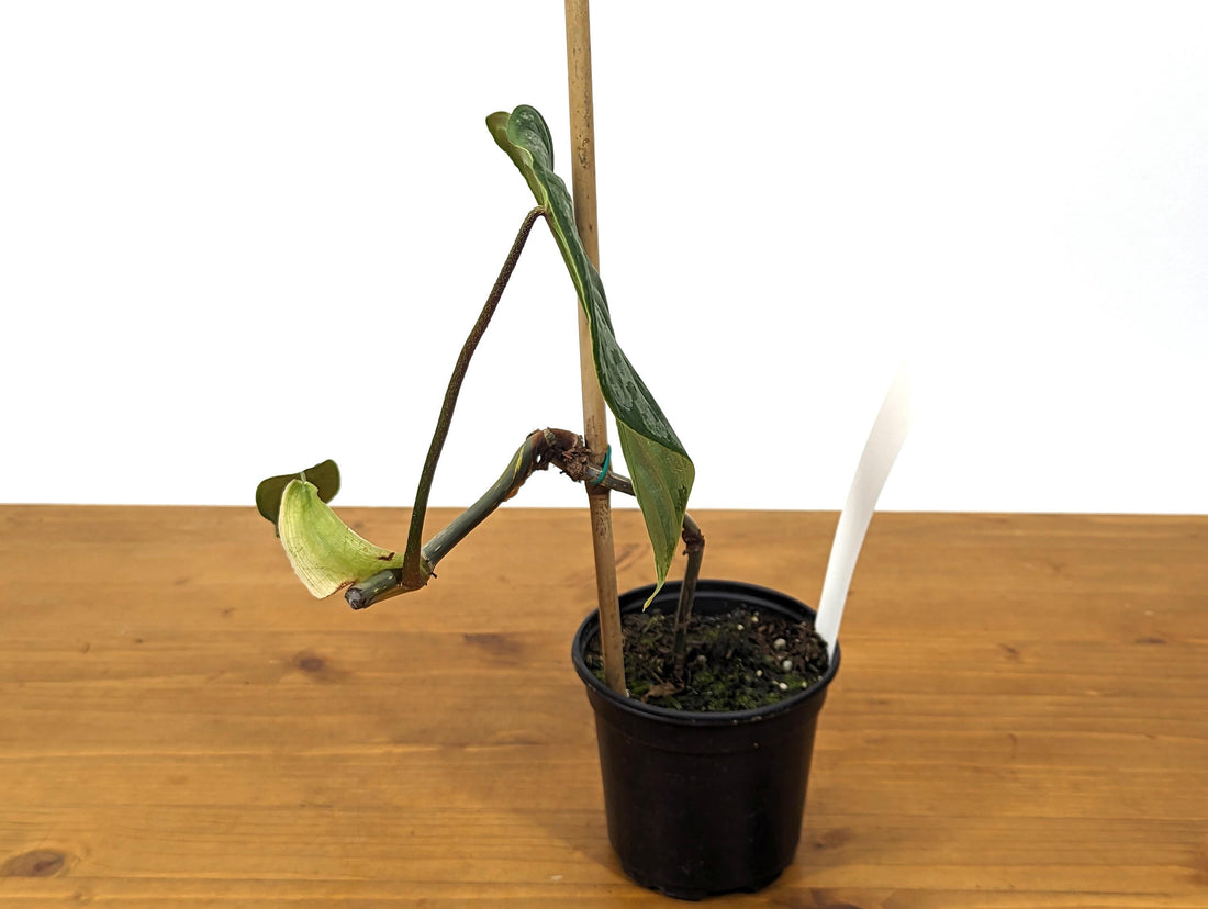 EXACT Philodendron Majestic- Exact Plant Choice - 4 inch pot Live Plant  (Hybrid P. Sodiroi x P. Verrucosum) 