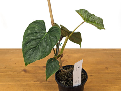 EXACT Philodendron Majestic- Exact Plant Choice - 4 inch pot Live Plant  (Hybrid P. Sodiroi x P. Verrucosum)