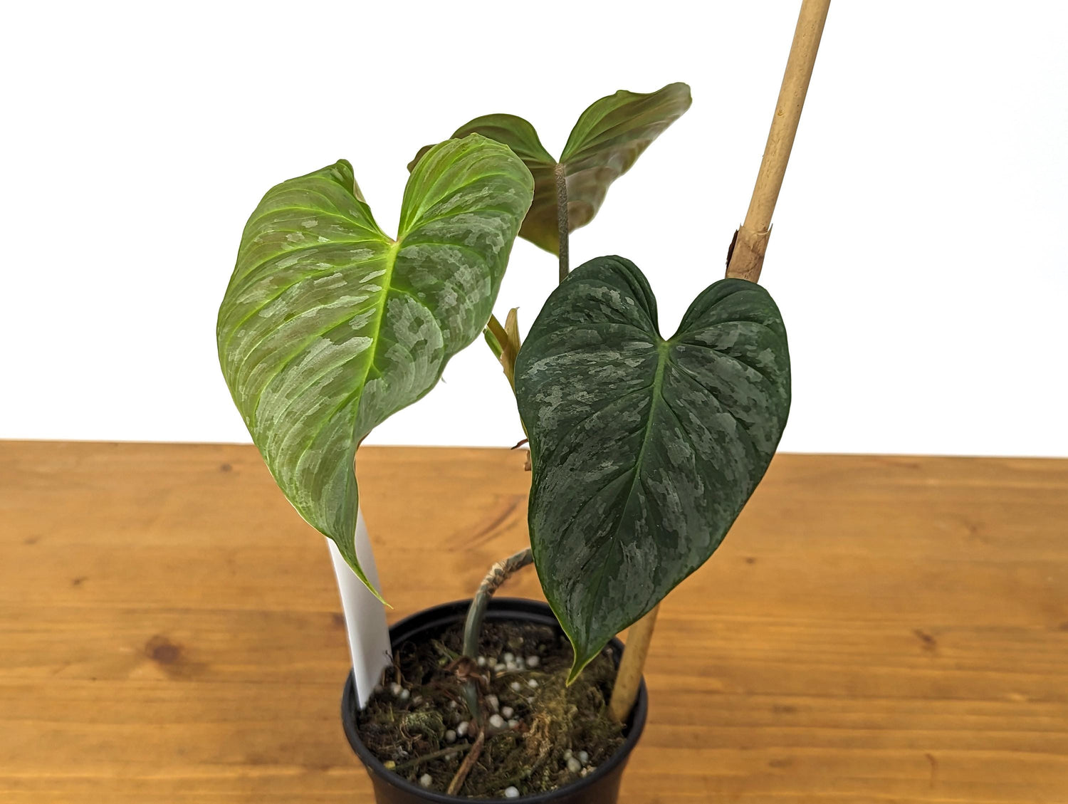 EXACT Philodendron Majestic- Exact Plant Choice - 4 inch pot Live Plant  (Hybrid P. Sodiroi x P. Verrucosum)