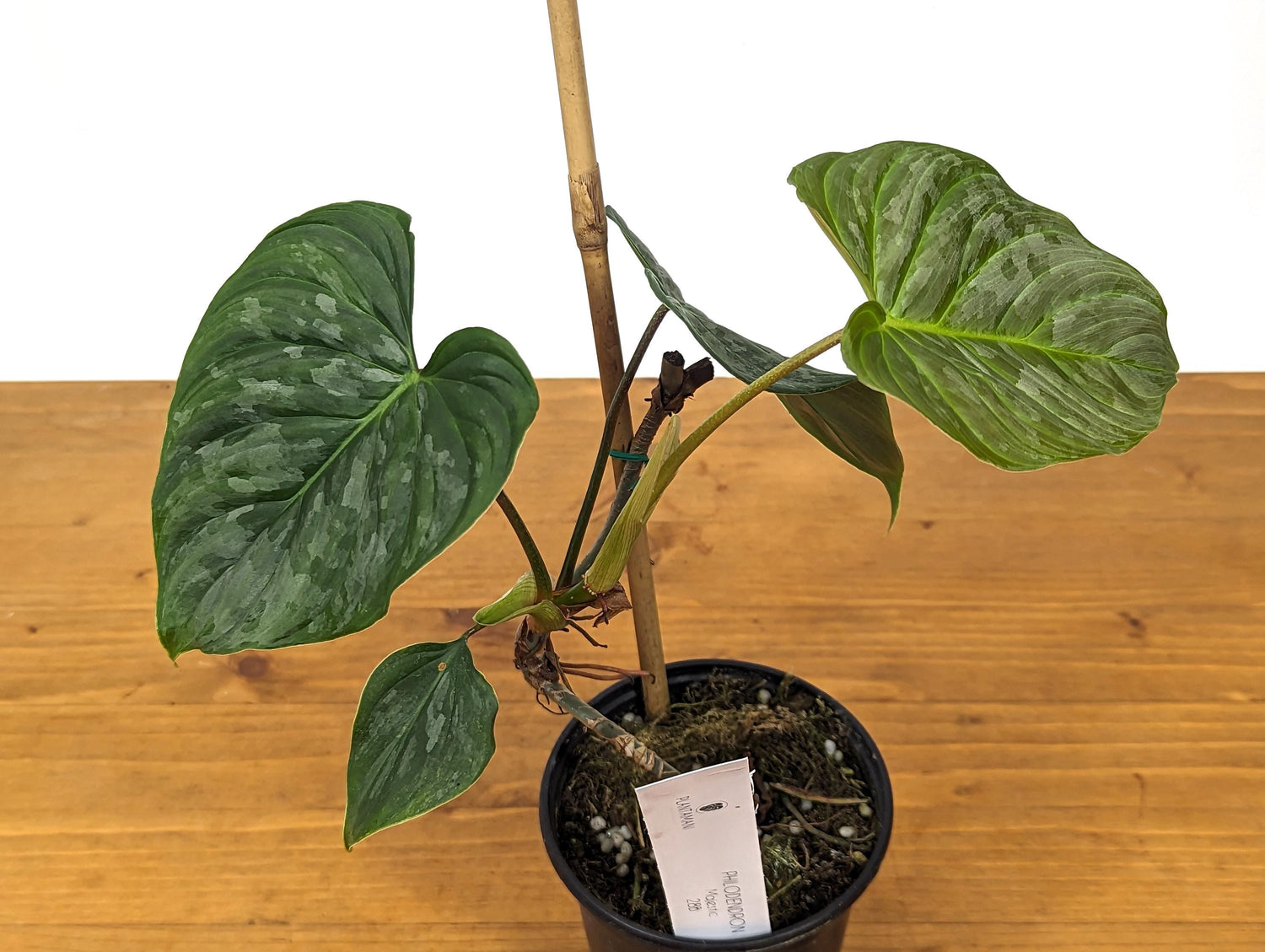 EXACT Philodendron Majestic- Exact Plant Choice - 4 inch pot Live Plant  (Hybrid P. Sodiroi x P. Verrucosum)