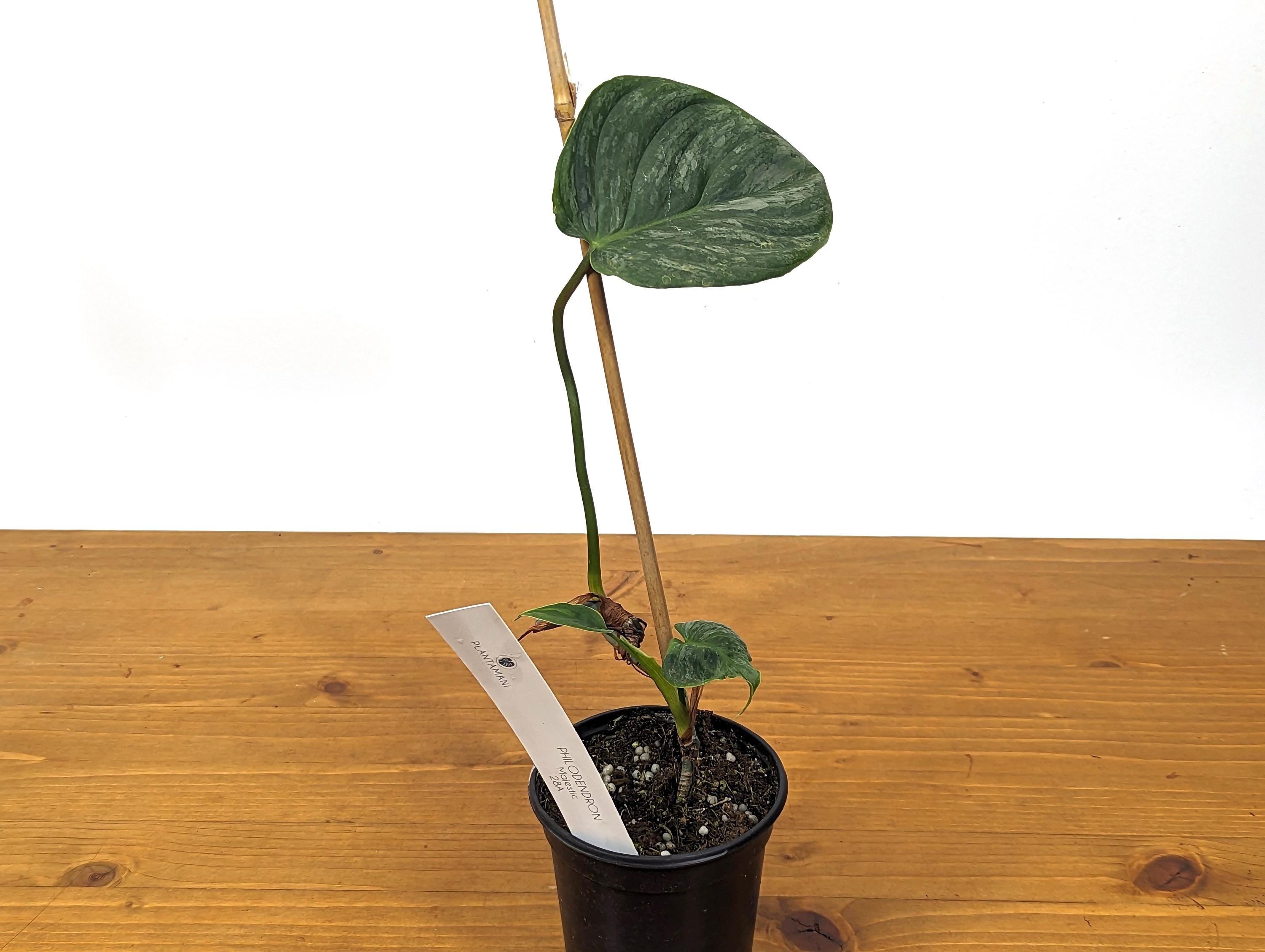 EXACT Philodendron Majestic- Exact Plant Choice - 4 inch pot Live Plant  (Hybrid P. Sodiroi x P. Verrucosum)