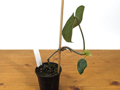 EXACT Philodendron Majestic- Exact Plant Choice - 4 inch pot Live Plant  (Hybrid P. Sodiroi x P. Verrucosum)