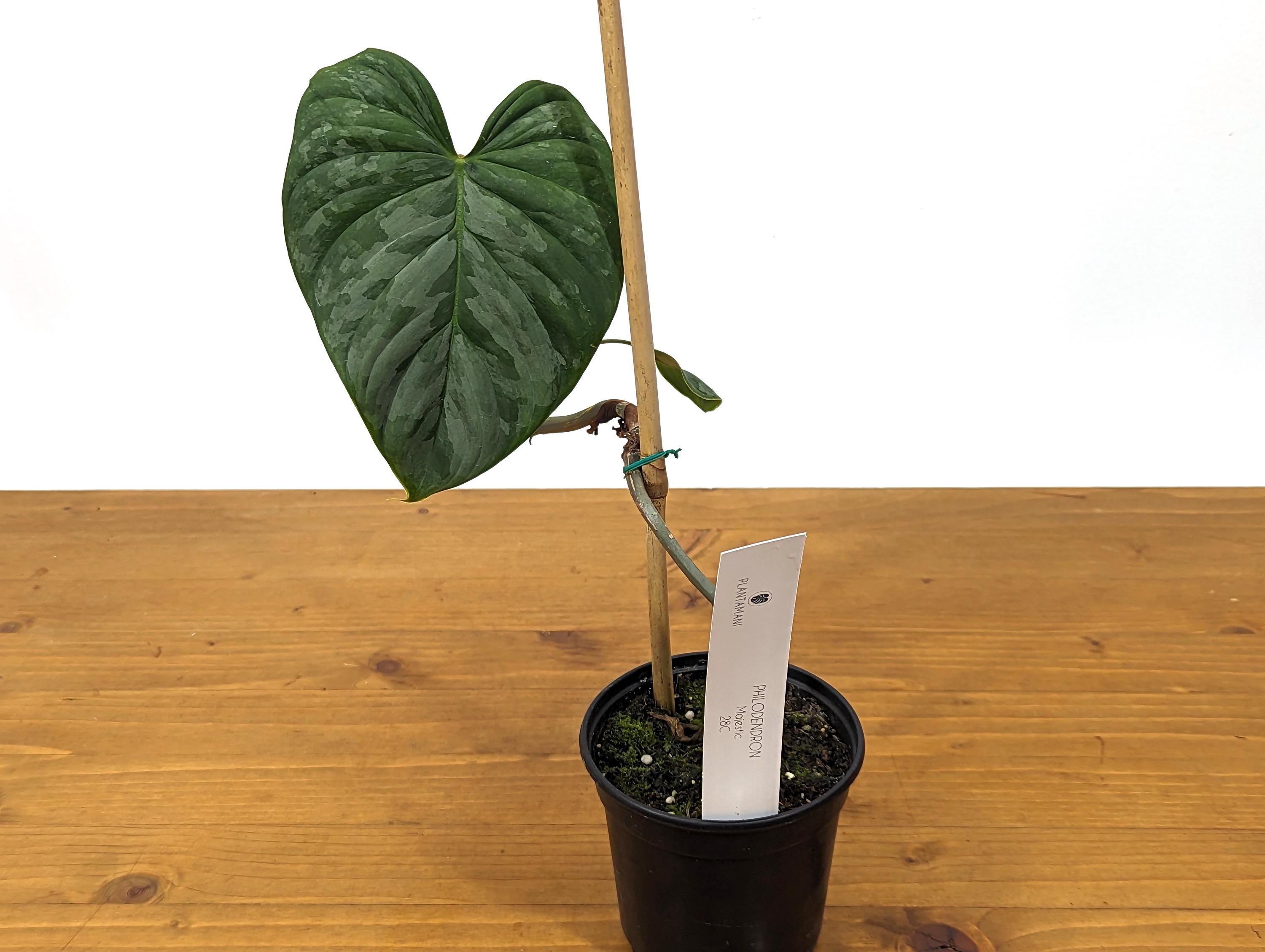 EXACT Philodendron Majestic- Exact Plant Choice - 4 inch pot Live Plant  (Hybrid P. Sodiroi x P. Verrucosum)