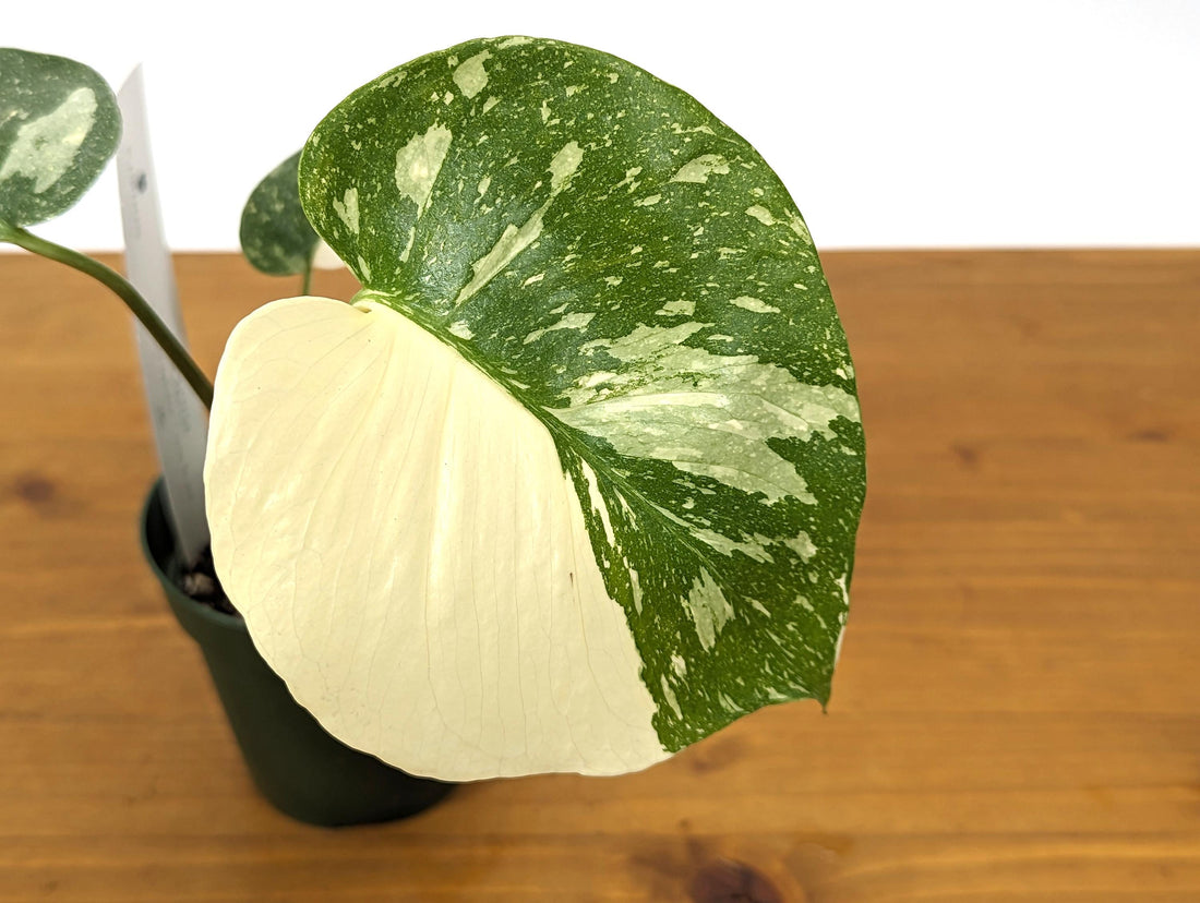 Exact Monstera Thai Constellation Creme Brulee 4 Inch Pot 