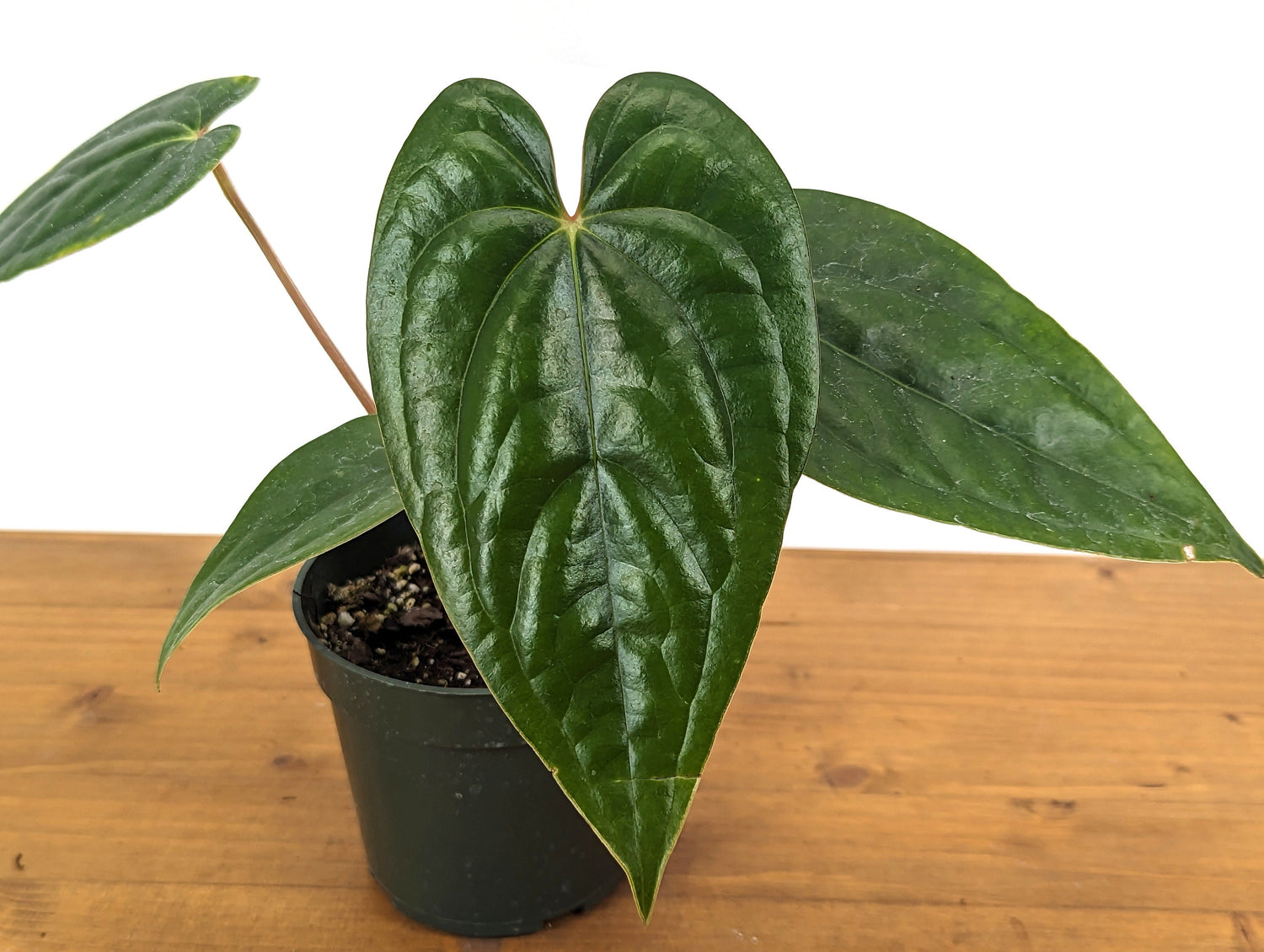 Anthurium Luxurians x Regale Light (Light Black Diamond)