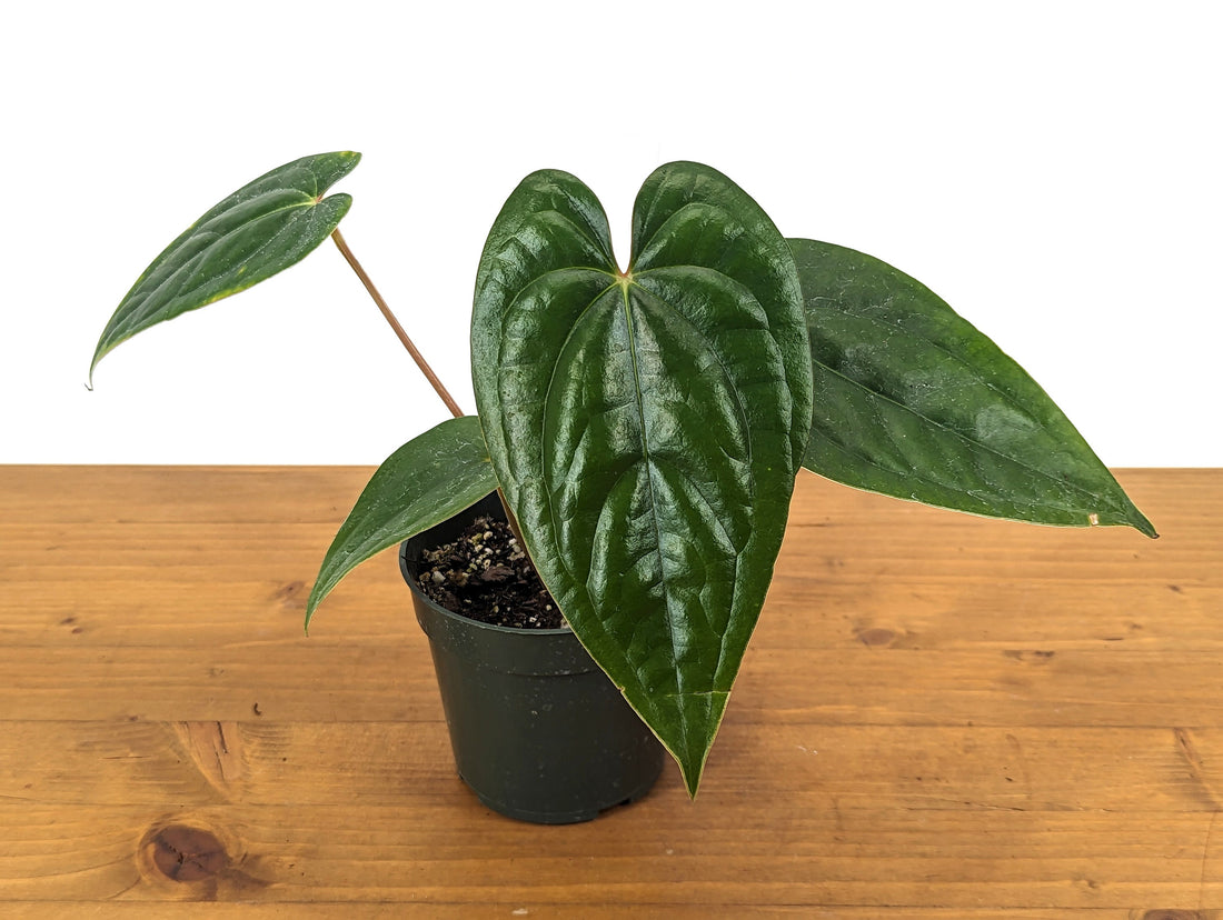 Anthurium Luxurians x Regale Light (Light Black Diamond)