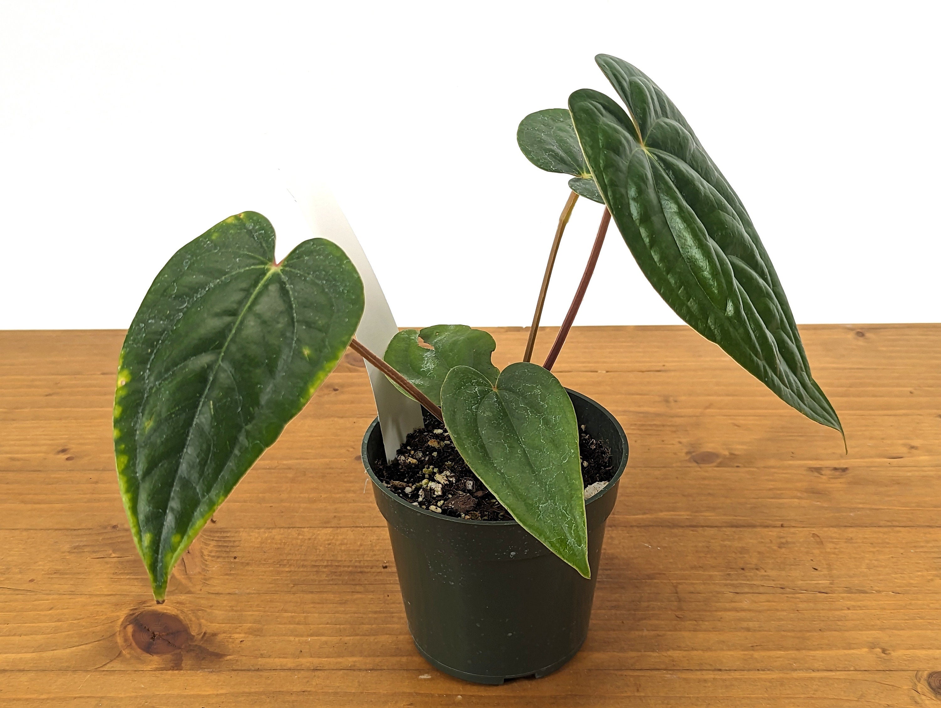 Anthurium Luxurians x Regale Light (Light Black Diamond)