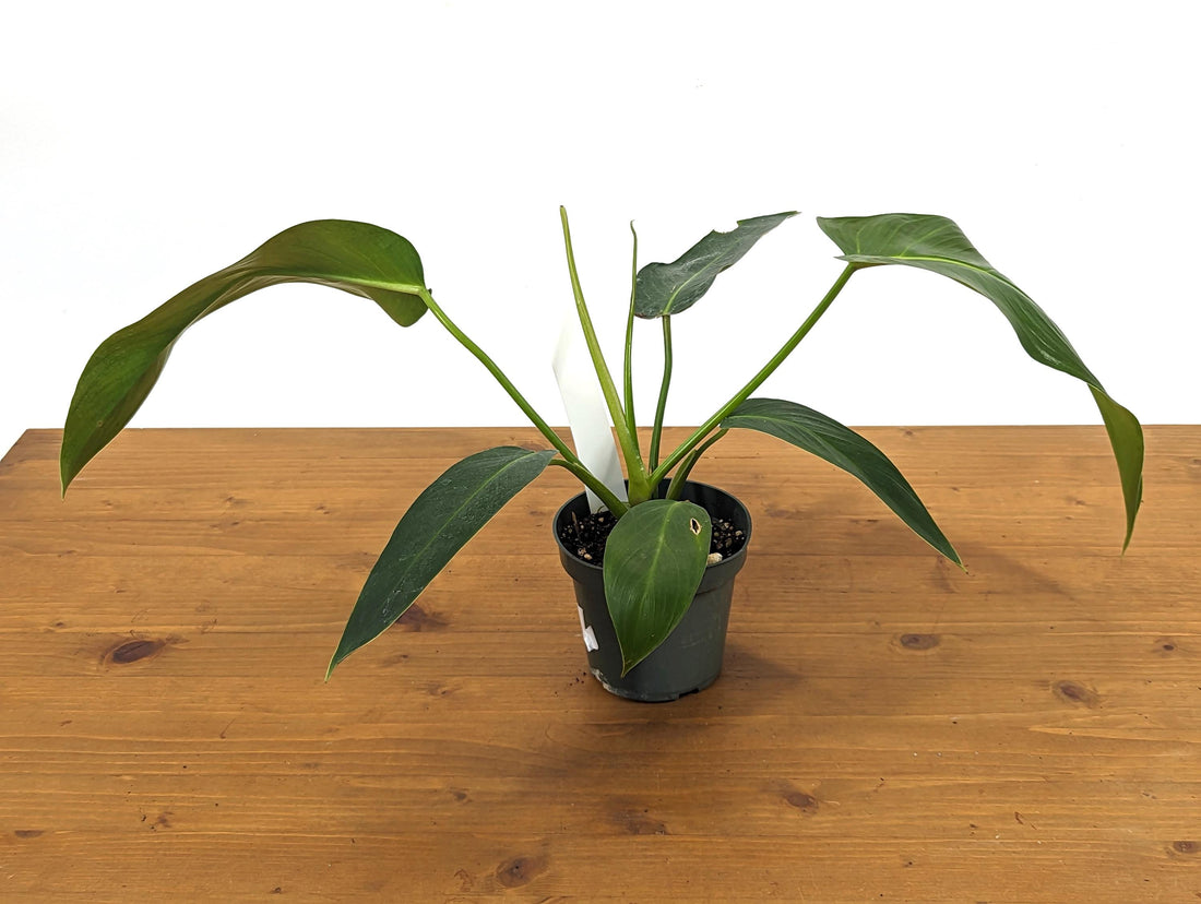 Philodendron Ruizii x Patriciae 4 Inch Pot &