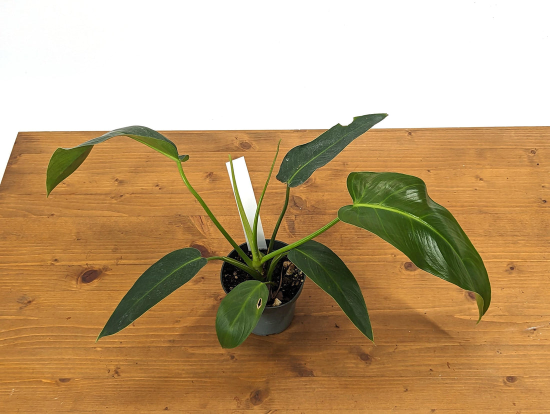 Philodendron Ruizii x Patriciae 4 Inch Pot &