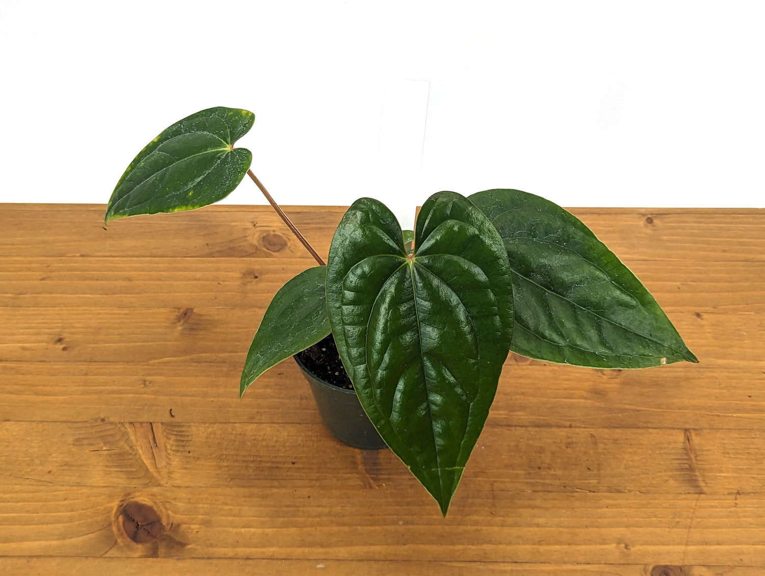 Anthurium Luxurians x Regale Light (Light Black Diamond)