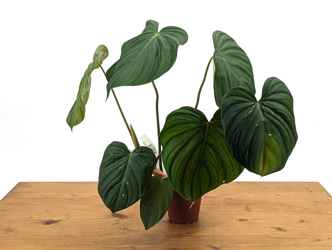 Exact Philodendron El Choco x Pastazanum - 