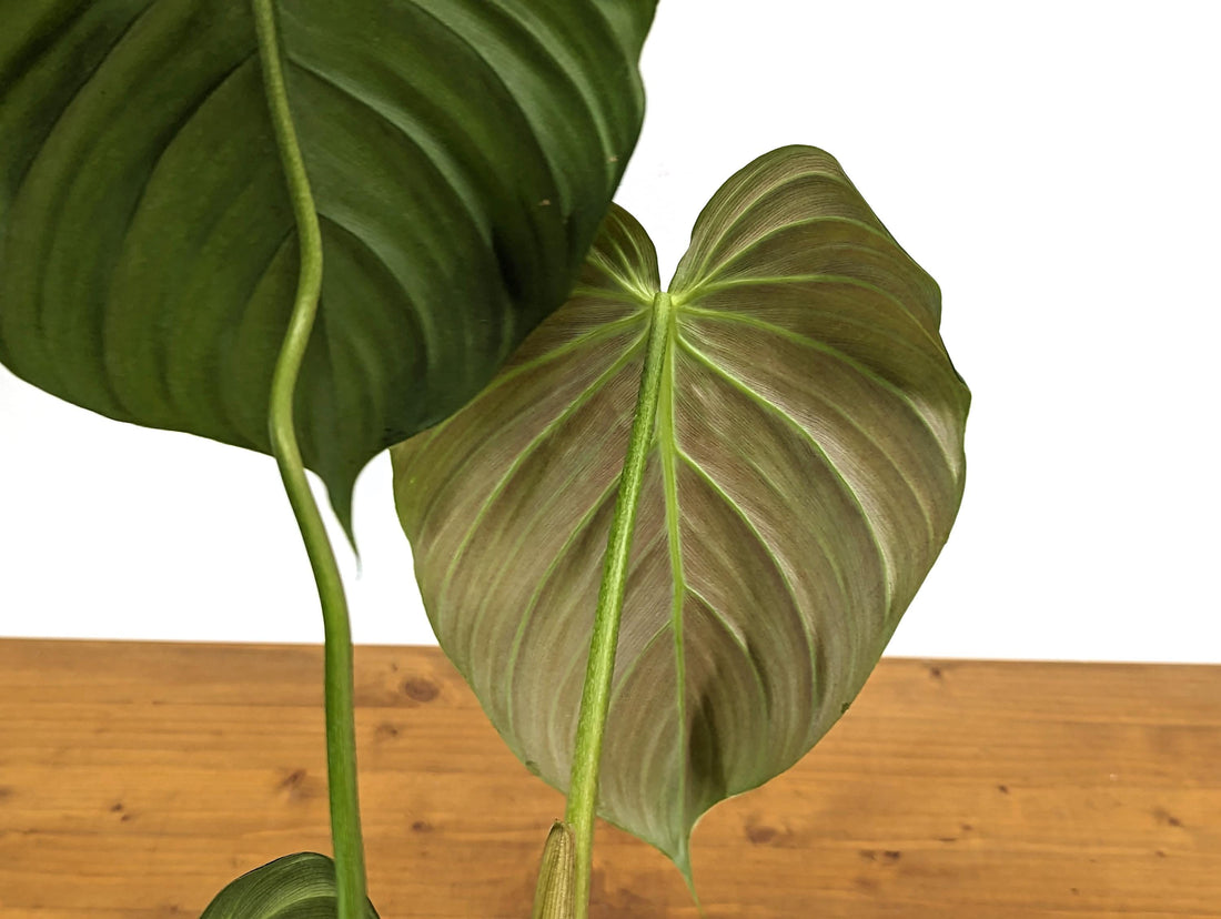 Exact Philodendron El Choco x Pastazanum - 