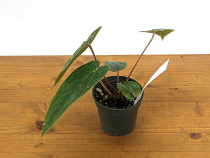 Anthurium Luxurians x Regale Light (Light Black Diamond)