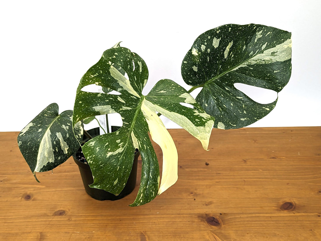 Exact Monstera Thai Constellation Great Color 6 inch pot - XL Mature Plant Over 1FT Tall