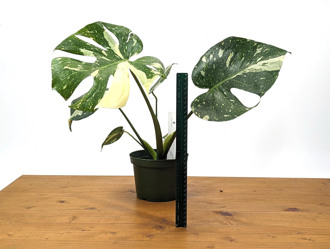 Exact Monstera Thai Constellation Great Color 6 inch pot - XL Mature Plant Over 1FT Tall