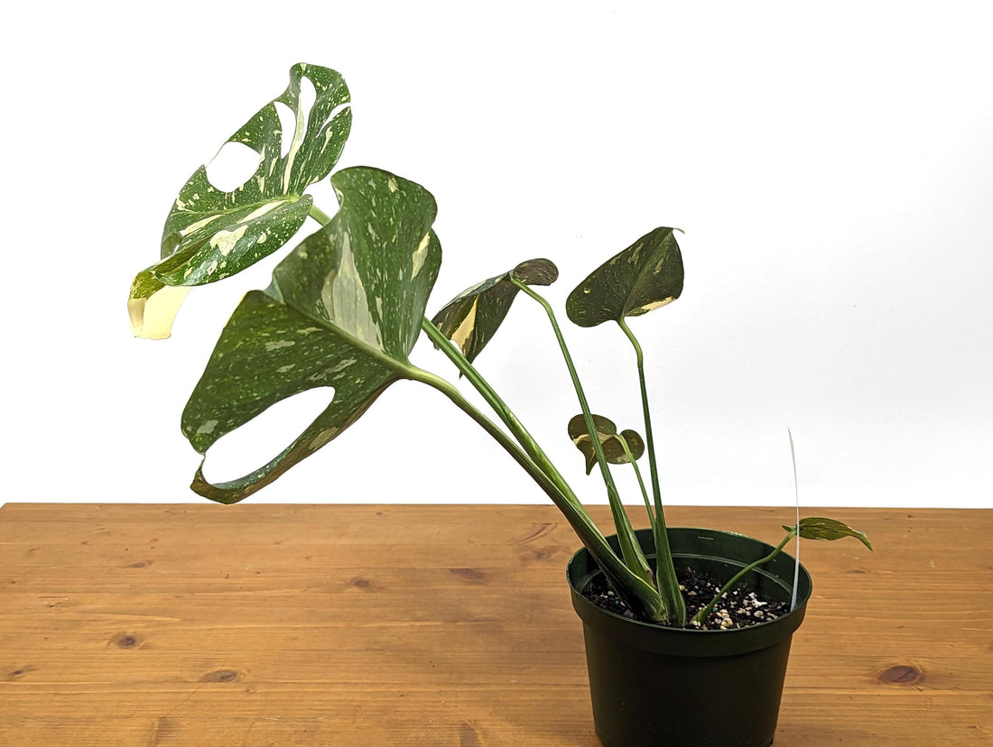 Exact Monstera Thai Constellation Great Color 6 inch pot - Mature Over 1FT Tall