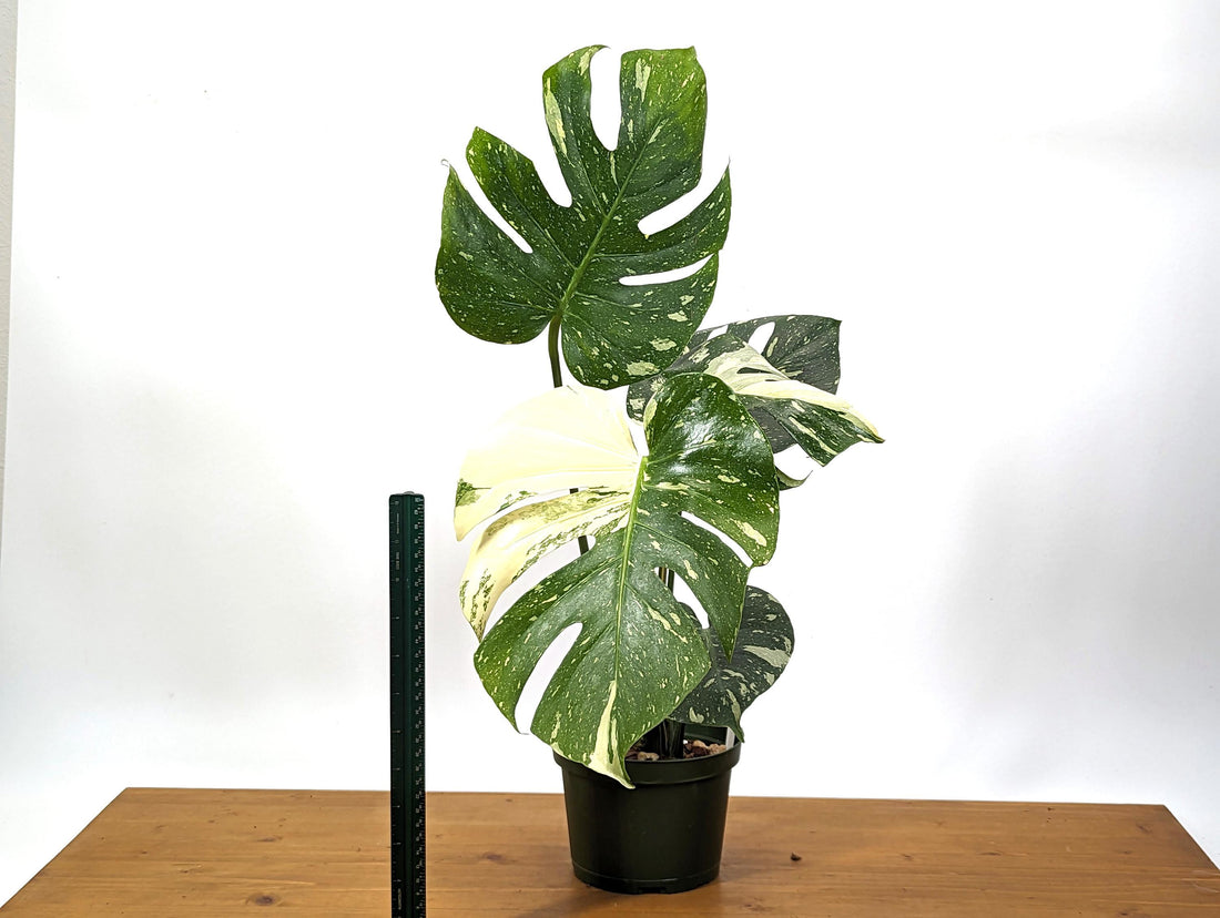 Exact Monstera Thai Constellation Great Color 6 inch pot - XL Over 2FT Tall