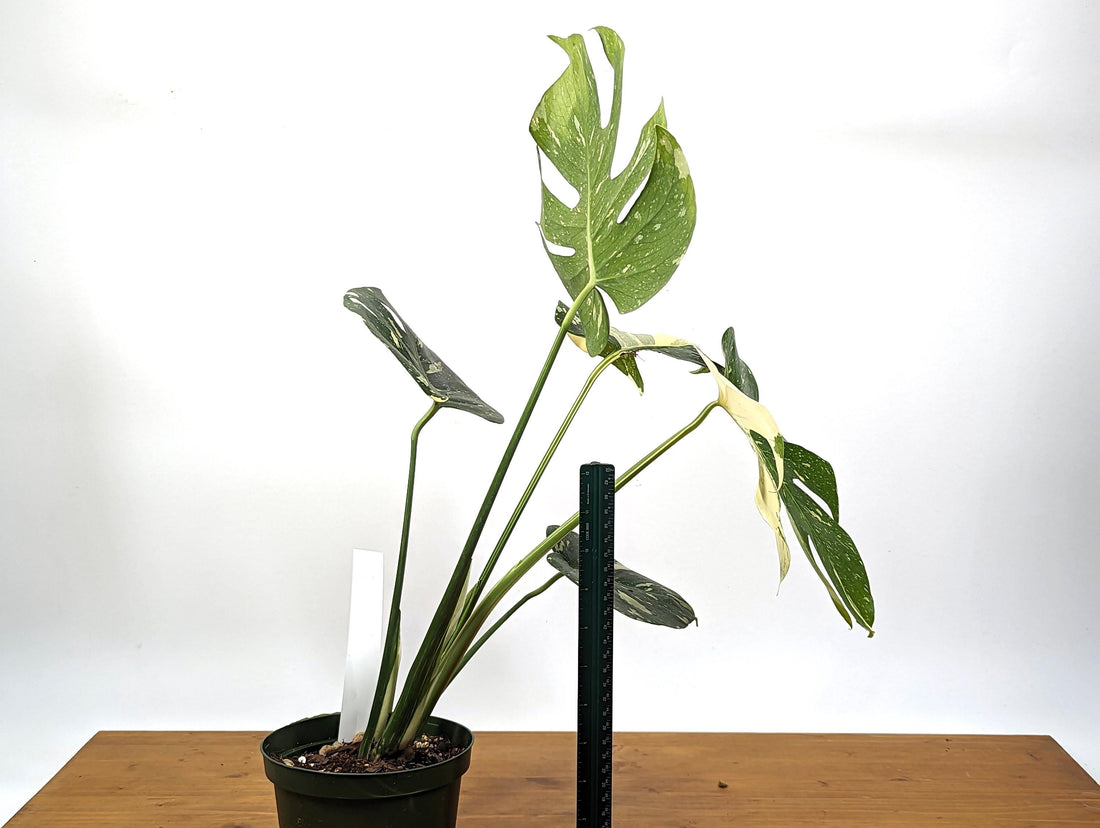 Exact Monstera Thai Constellation Great Color 6 inch pot - XL Over 2FT Tall