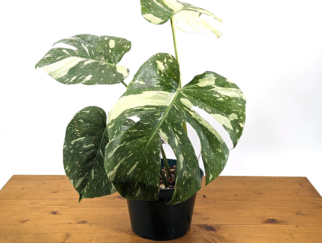 HIGH Color Monstera Thai Constellation Exact Plant High Color Variegated 8 inch Pot 