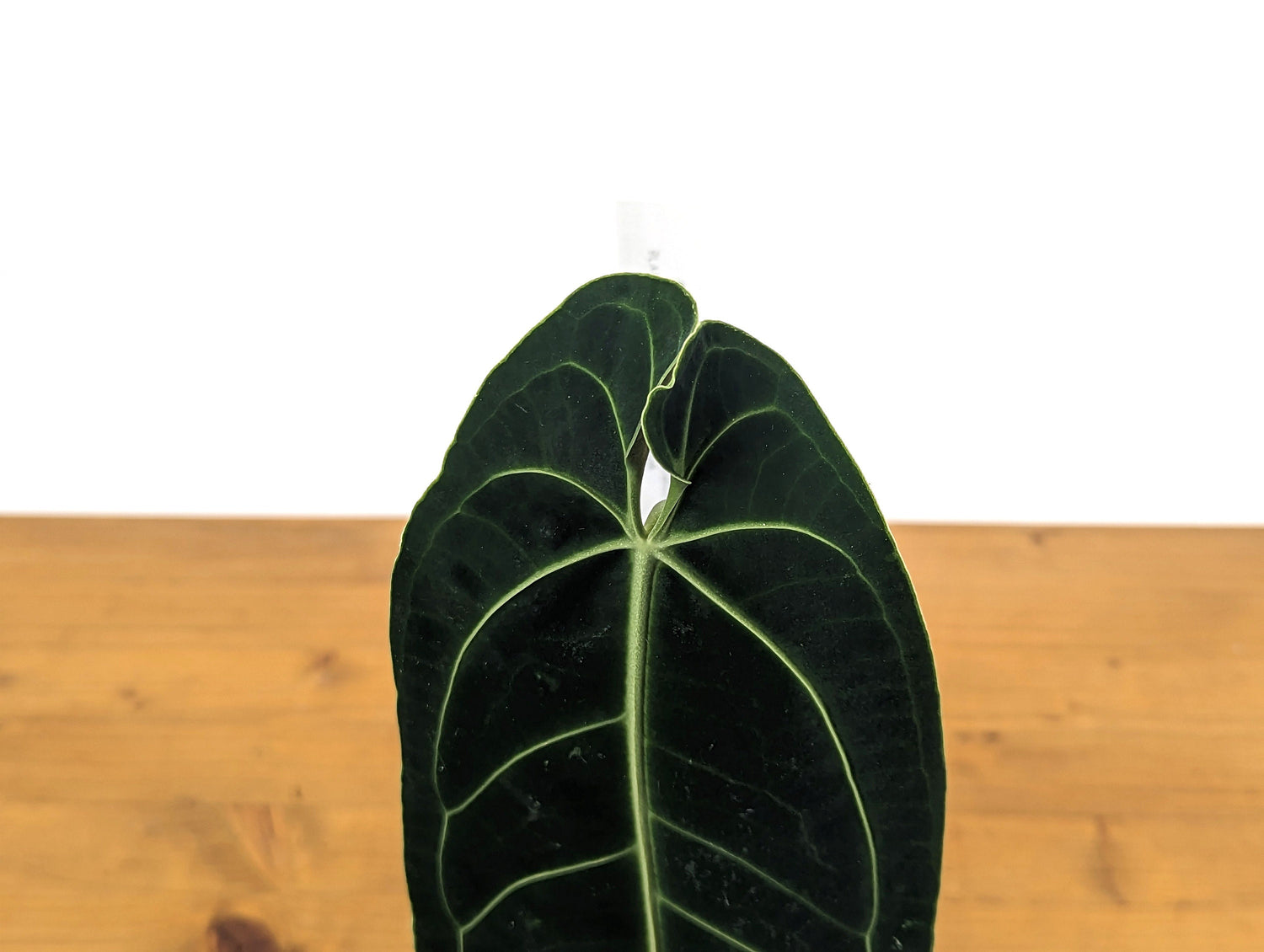 Anthurium Warocqueanum Queen One Leaf Over 12&quot; LONG in 4 inch pot