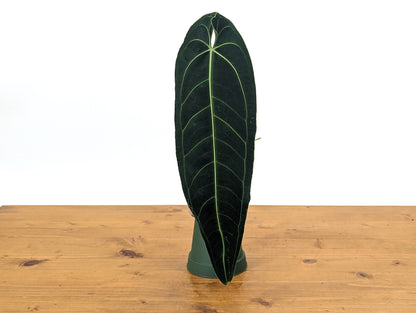 Anthurium Warocqueanum Queen One Leaf Over 12&quot; LONG in 4 inch pot