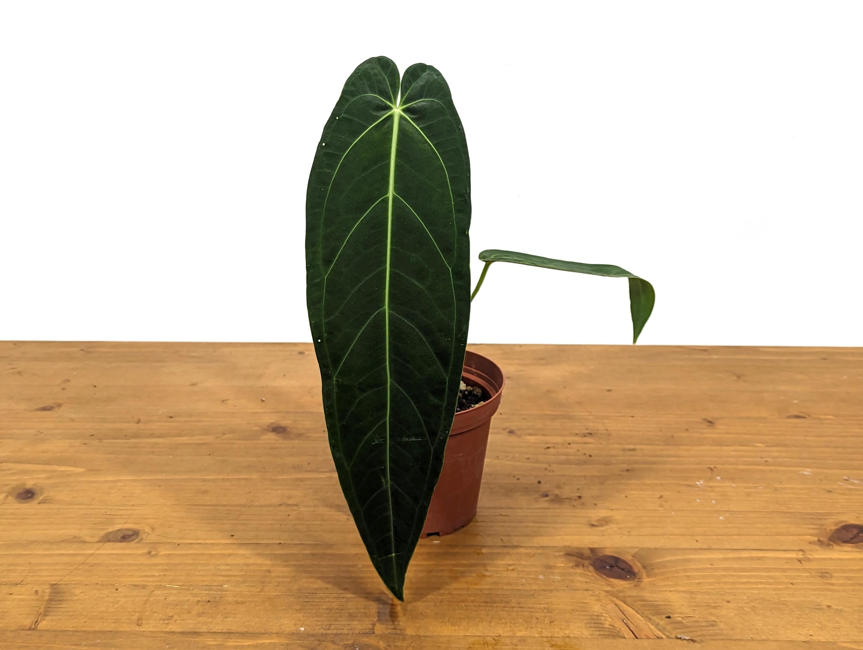 Anthurium Warocqueanum Queen One Leaf Over 12&quot; LONG in 4 inch pot