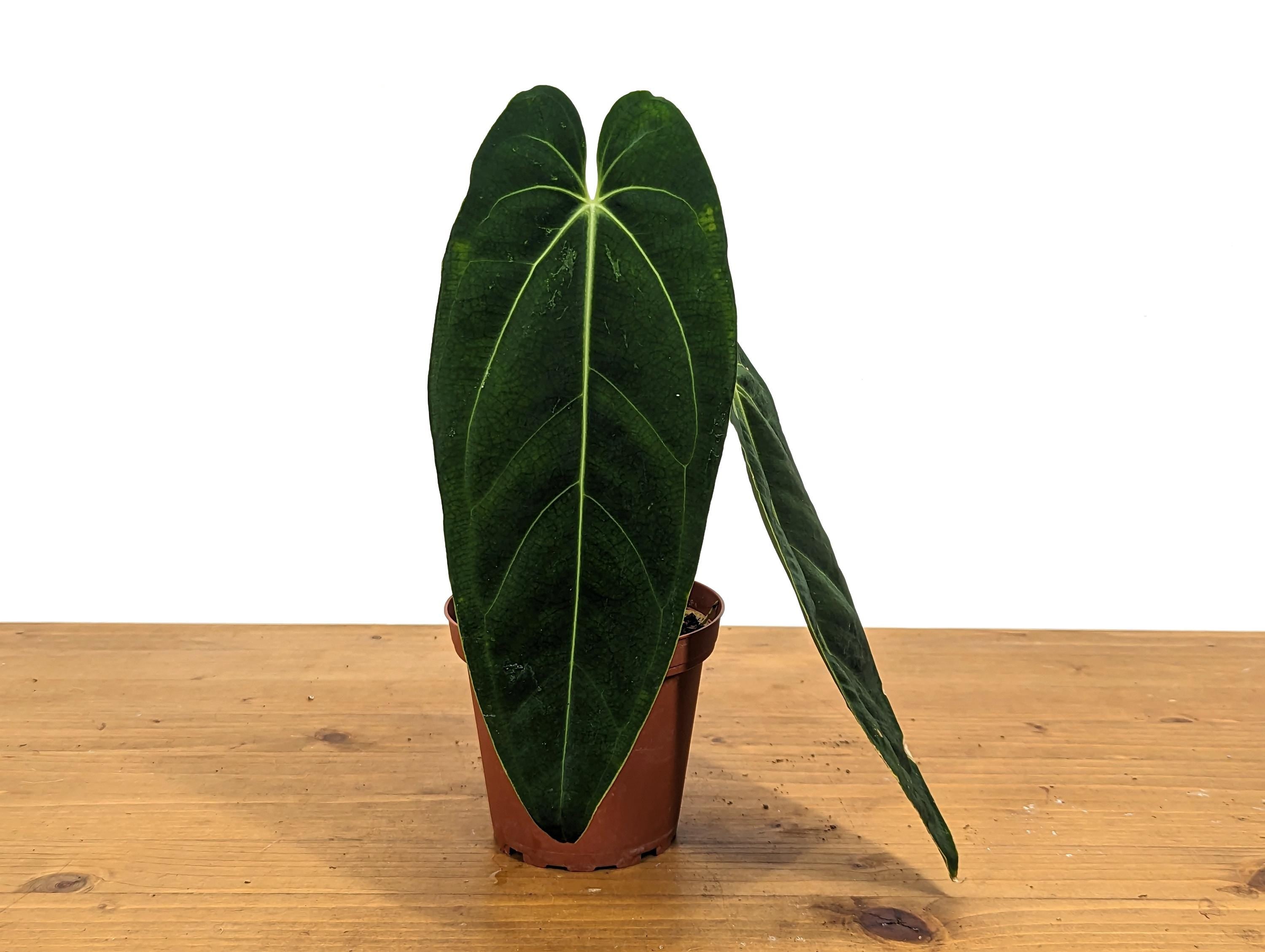 Anthurium Warocqueanum Queen One Leaf Over 12&quot; LONG in 4 inch pot