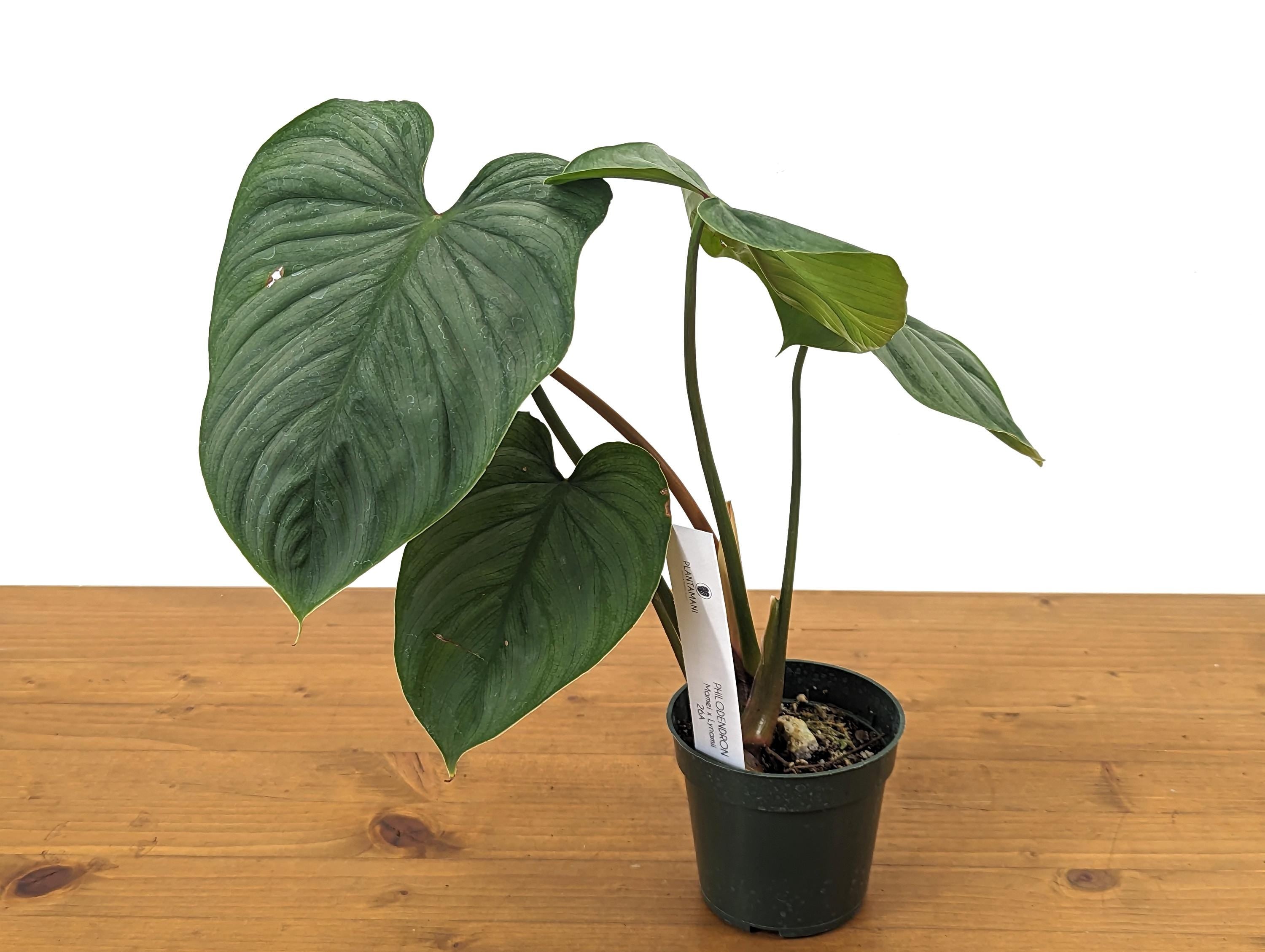 Philodendron Mamei x Lynamii New First of Its Kind Hybrid Exact plant