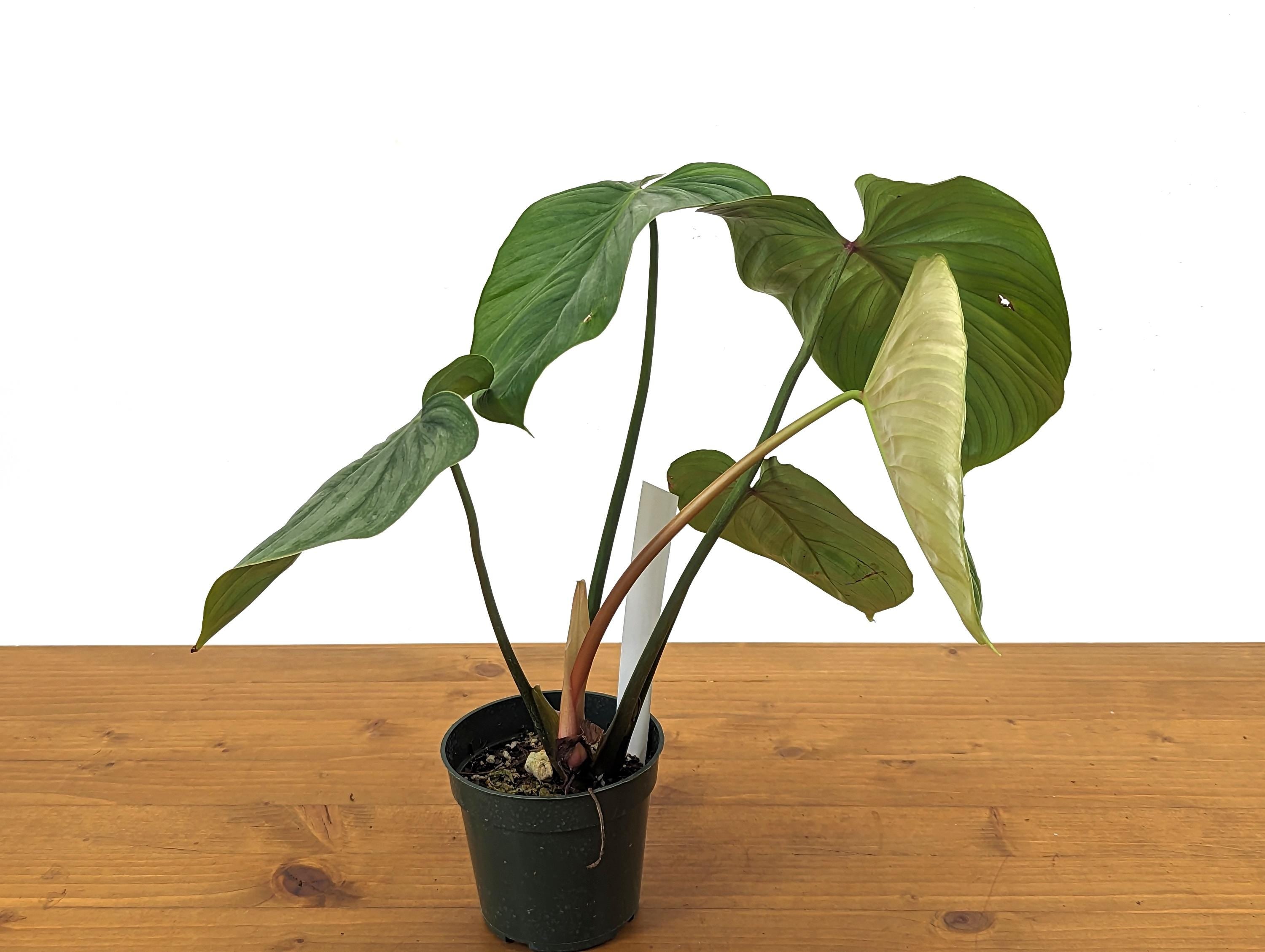 Philodendron Mamei x Lynamii New First of Its Kind Hybrid Exact plant