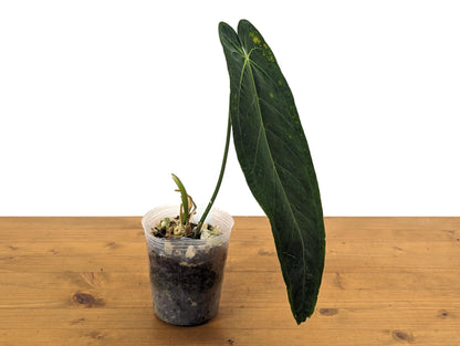 Exact Anthurium Marmoratum x Warocqueanum Over 12 Inches Tall - Live Plant in 4 Inch Pot &