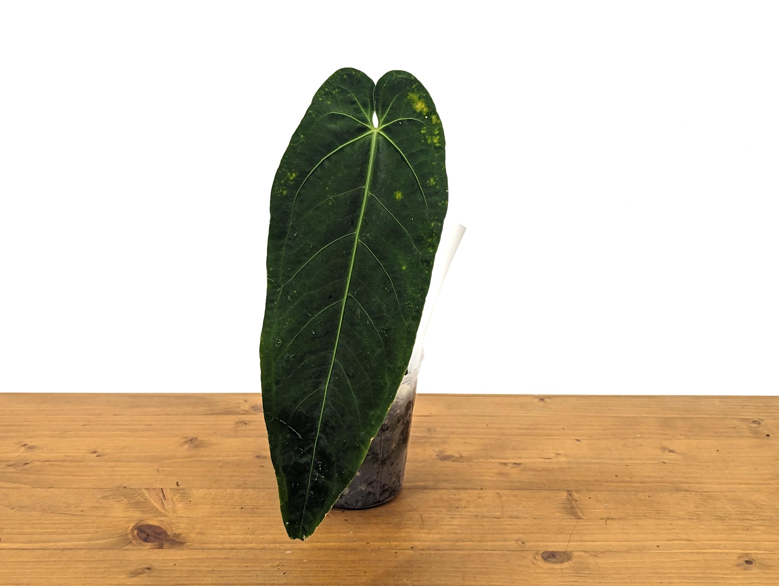 Exact Anthurium Marmoratum x Warocqueanum Over 12 Inches Tall - Live Plant in 4 Inch Pot &