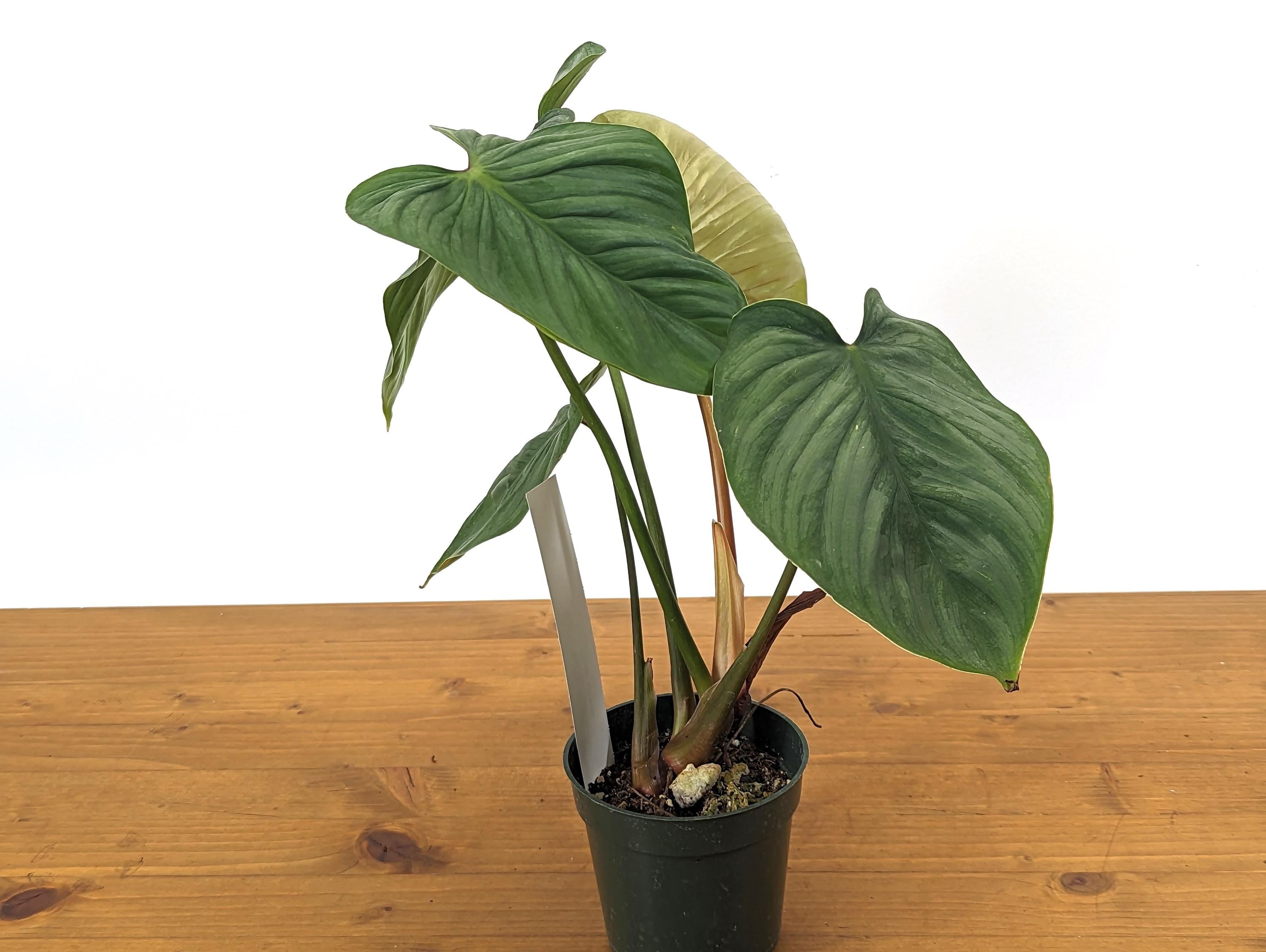 Philodendron Mamei x Lynamii New First of Its Kind Hybrid Exact plant