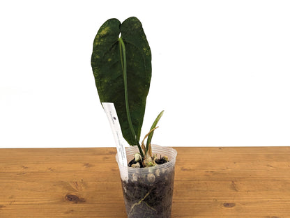 Exact Anthurium Marmoratum x Warocqueanum Over 12 Inches Tall - Live Plant in 4 Inch Pot &