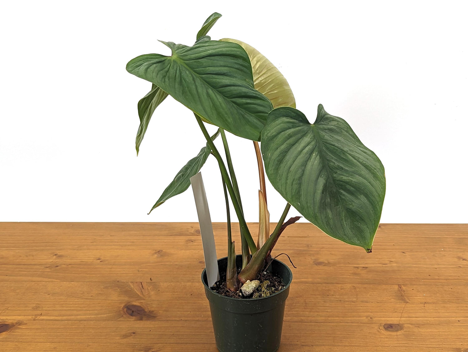 Philodendron Mamei x Lynamii New First of Its Kind Hybrid Exact plant