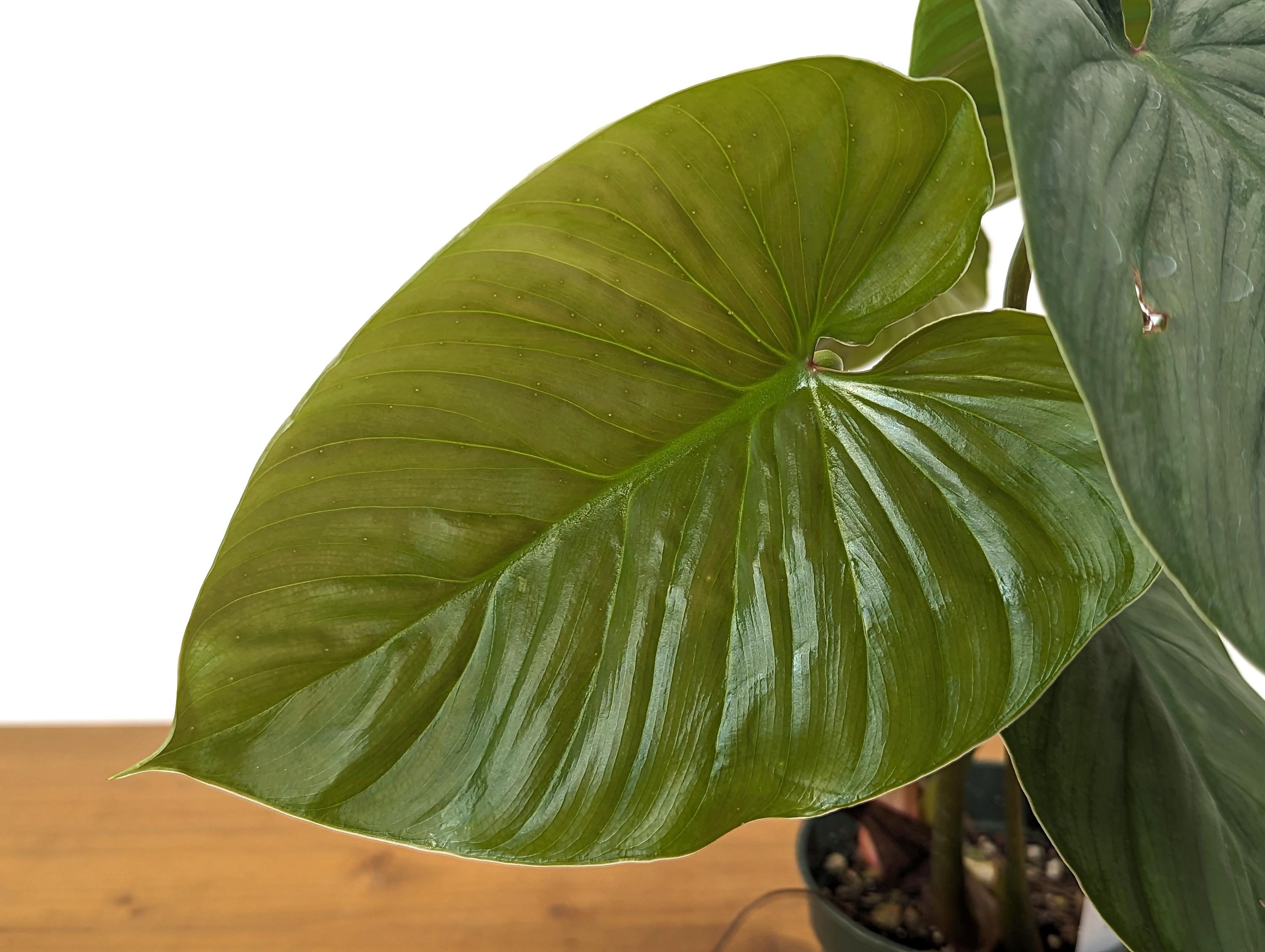 Philodendron Mamei x Lynamii New First of Its Kind Hybrid Exact plant