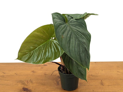 Philodendron Mamei x Lynamii New First of Its Kind Hybrid Exact plant