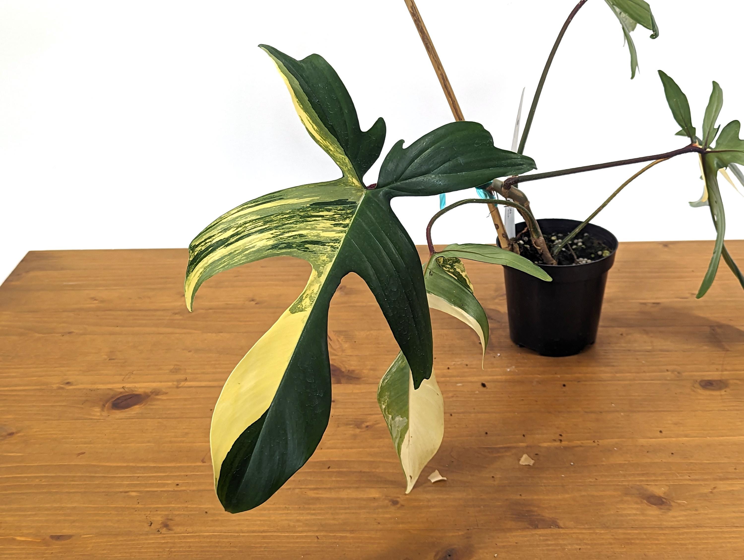 Philodendron Florida Beauty Exact Plant Pictured in 4 Inch Pot - 