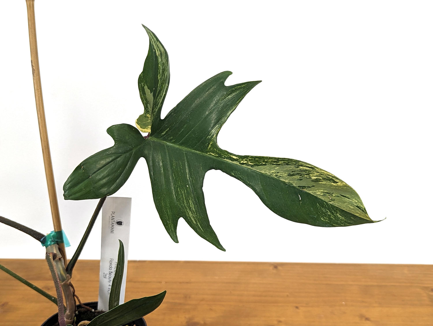 Philodendron Florida Beauty Exact Plant Pictured in 4 Inch Pot - 