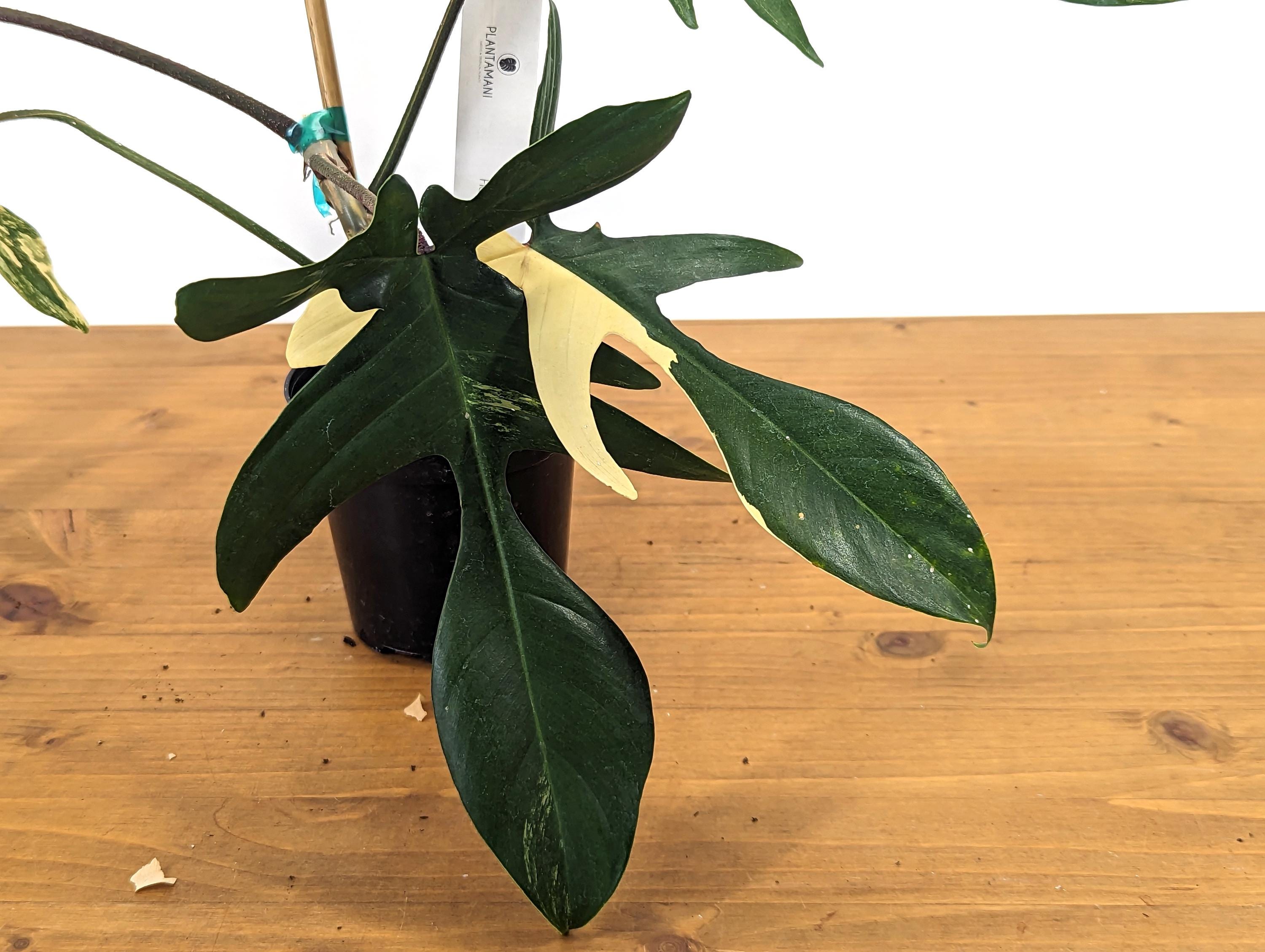 Philodendron Florida Beauty Exact Plant Pictured in 4 Inch Pot - 