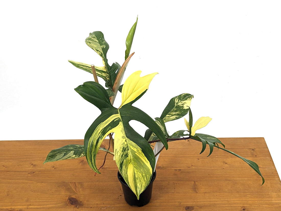 Philodendron Florida Beauty 5+ Mature Leaves Exact Plant in 4 Inch Pot - 