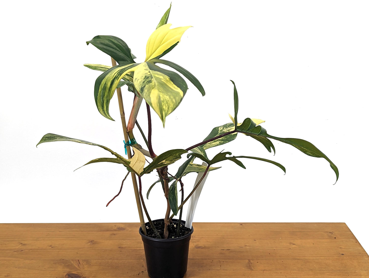 Philodendron Florida Beauty 5+ Mature Leaves Exact Plant in 4 Inch Pot - 