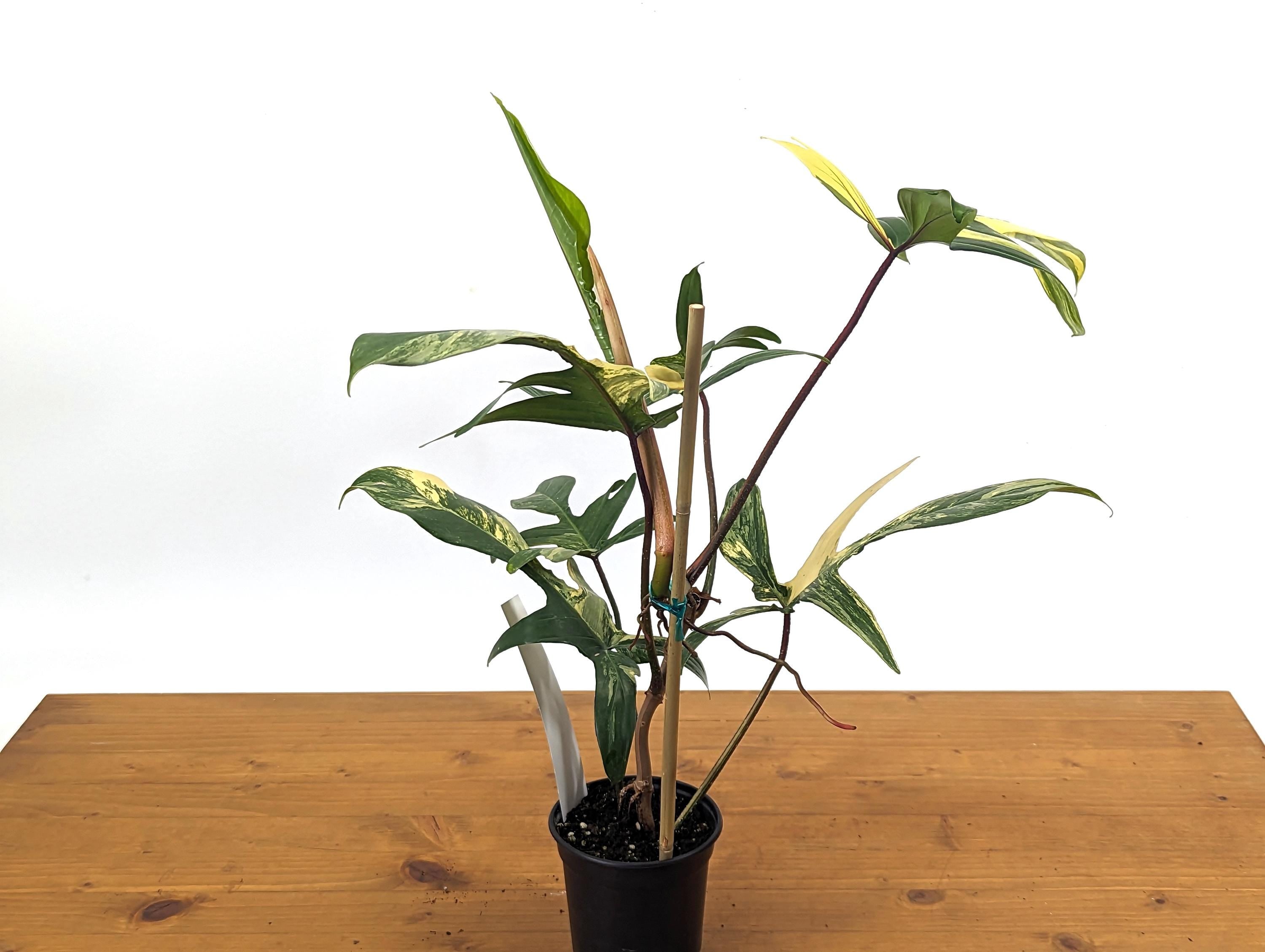 Philodendron Florida Beauty 5+ Mature Leaves Exact Plant in 4 Inch Pot - 