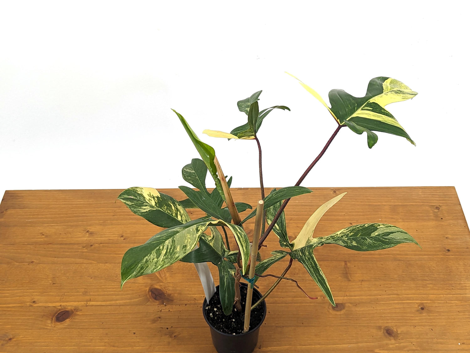 Philodendron Florida Beauty 5+ Mature Leaves Exact Plant in 4 Inch Pot - 