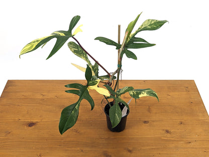 Philodendron Florida Beauty 5+ Mature Leaves Exact Plant in 4 Inch Pot - 